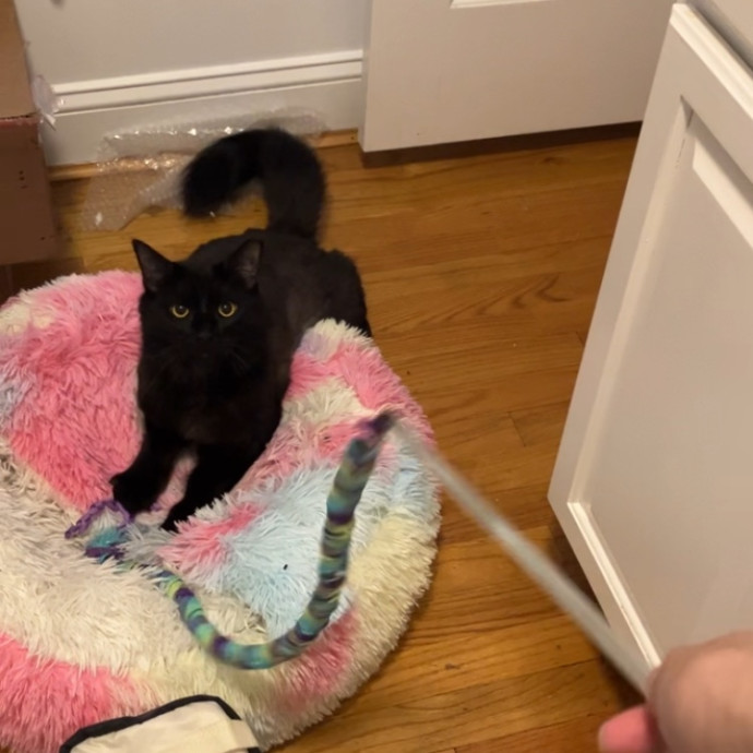 Patricia's Furry Fiesta Cat Sitting