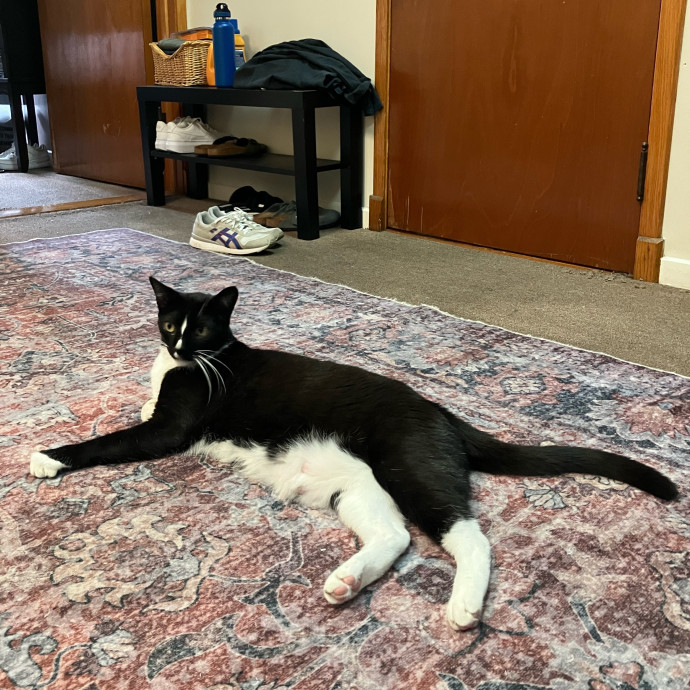 Patricia's Furry Fiesta Cat Sitting