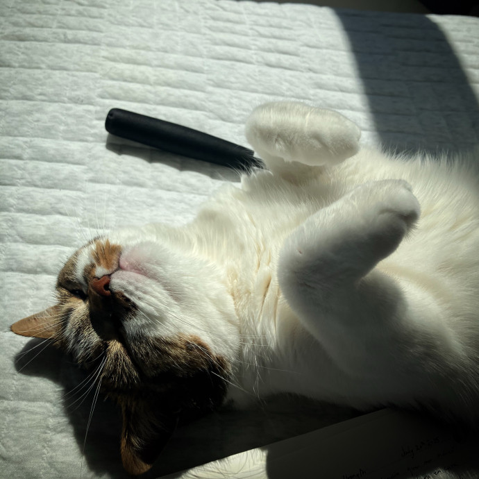 Patricia's Furry Fiesta Cat Sitting