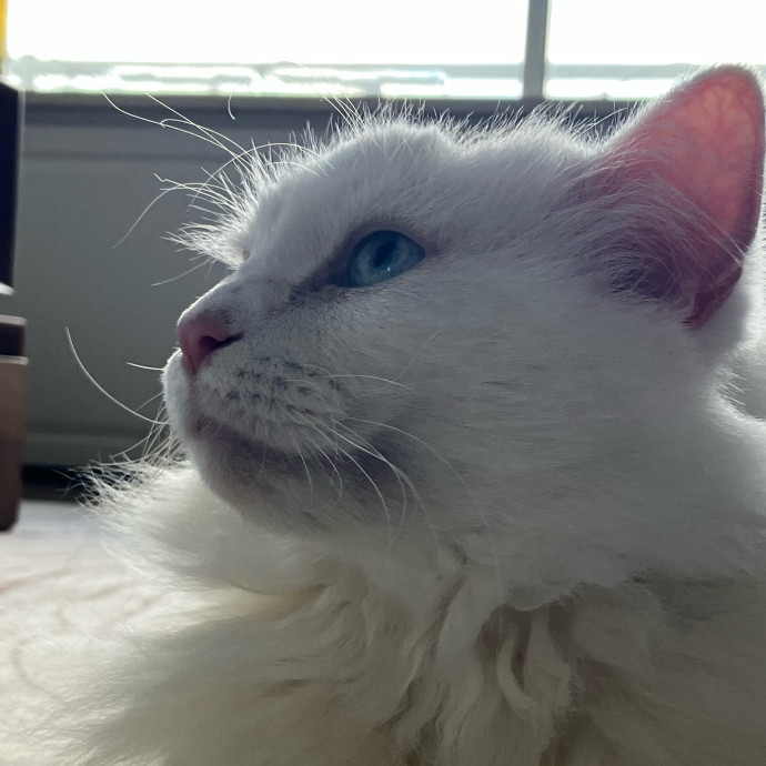 Patricia's Furry Fiesta Cat Sitting