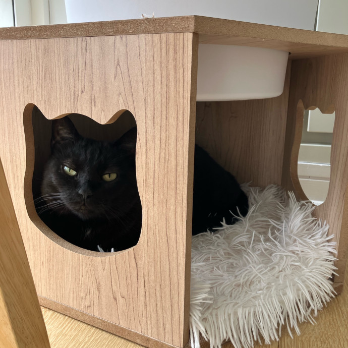 Patricia's Furry Fiesta Cat Sitting