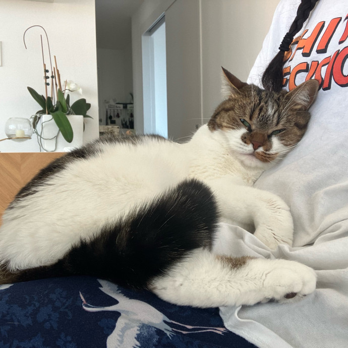 Patricia's Furry Fiesta Cat Sitting
