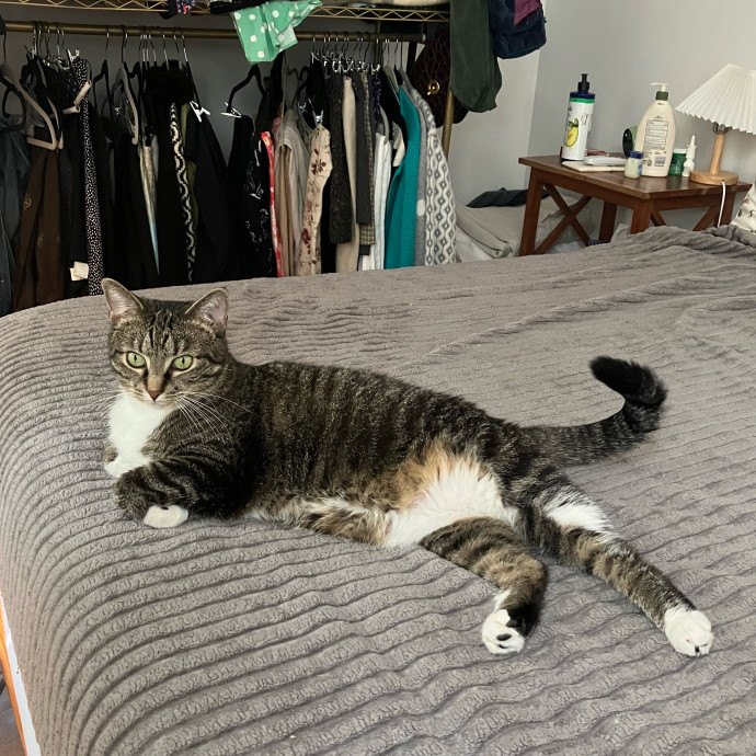 Patricia's Furry Fiesta Cat Sitting