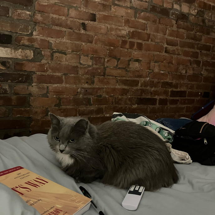 Patricia's Furry Fiesta Cat Sitting