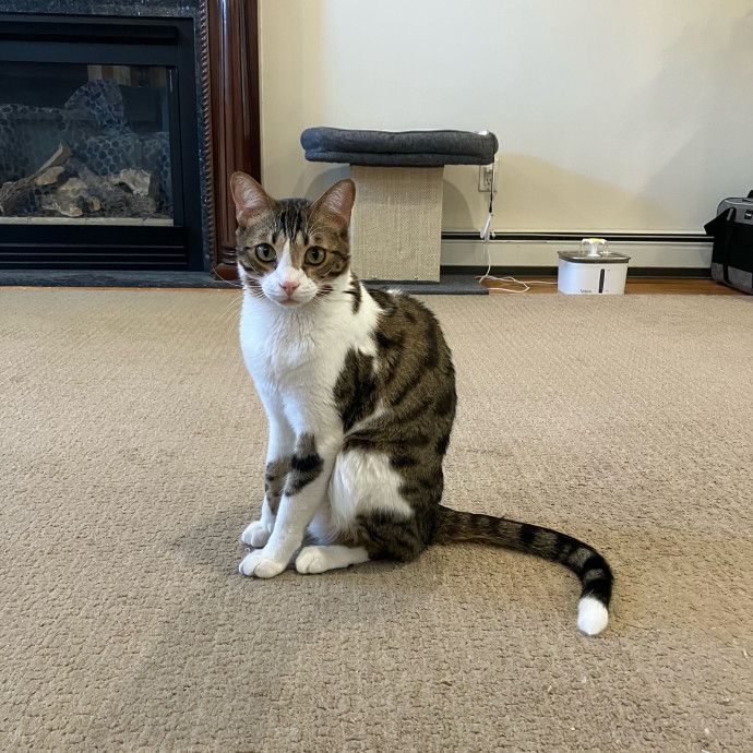 Patricia's Furry Fiesta Cat Sitting