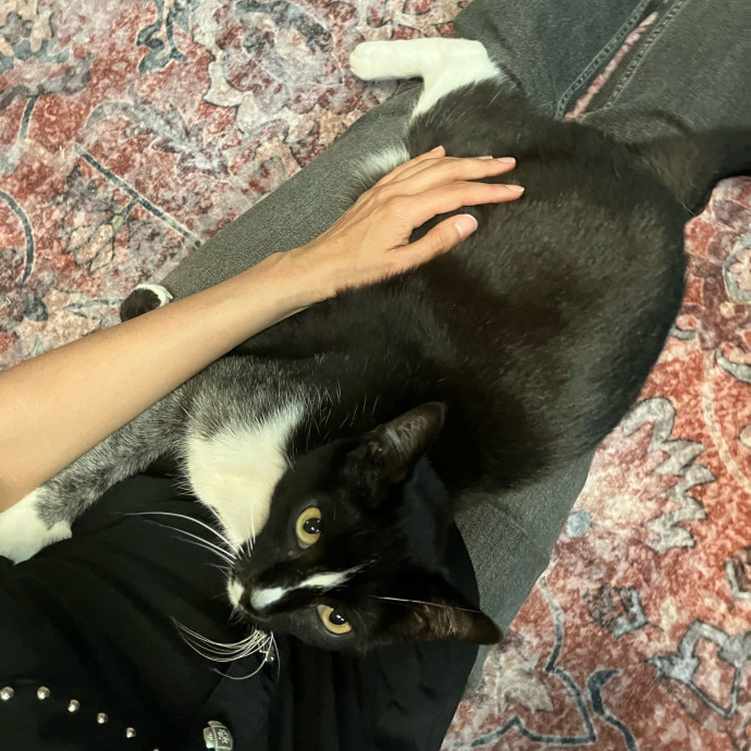 Patricia's Furry Fiesta Cat Sitting
