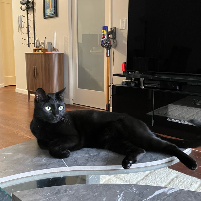 Patricia's Furry Fiesta Cat Sitting