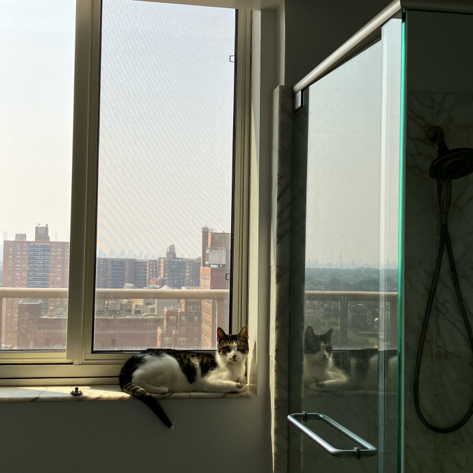 Patricia's Furry Fiesta Cat Sitting