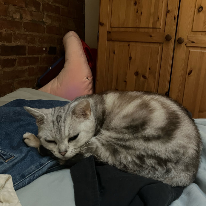 Patricia's Furry Fiesta Cat Sitting