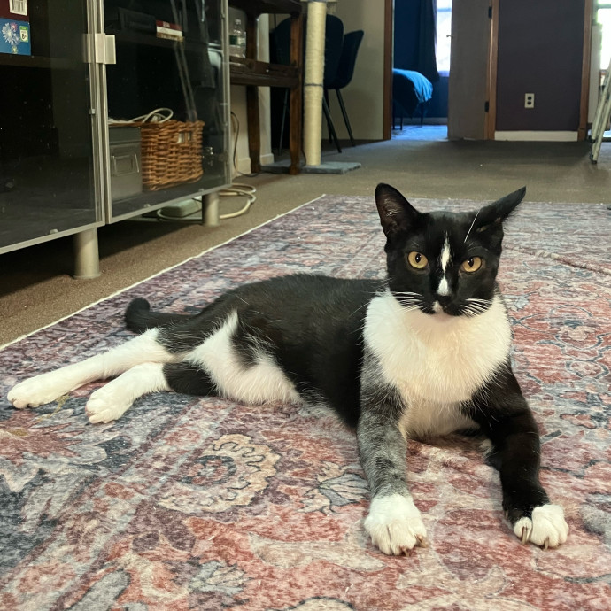 Patricia's Furry Fiesta Cat Sitting