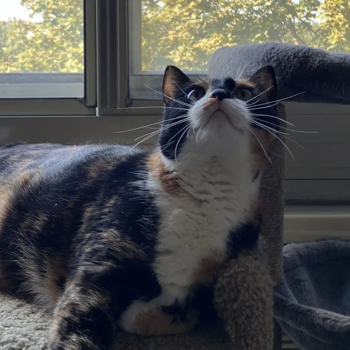 Patricia's Furry Fiesta Cat Sitting