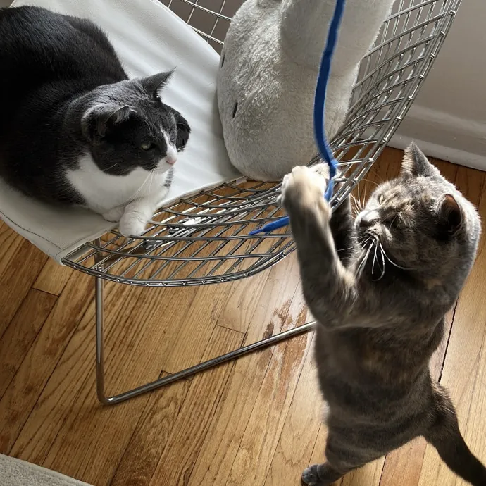 Patricia's Furry Fiesta Cat Sitting