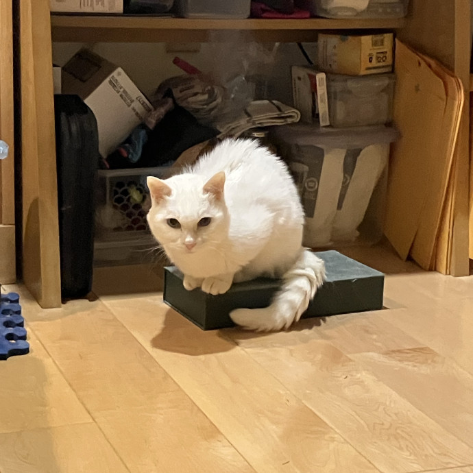 Patricia's Furry Fiesta Cat Sitting