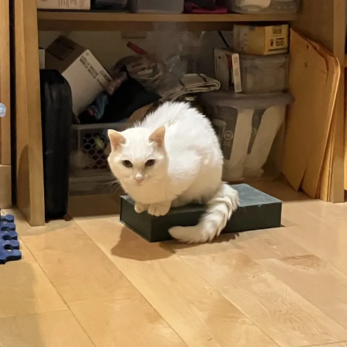 Patricia's Furry Fiesta Cat Sitting