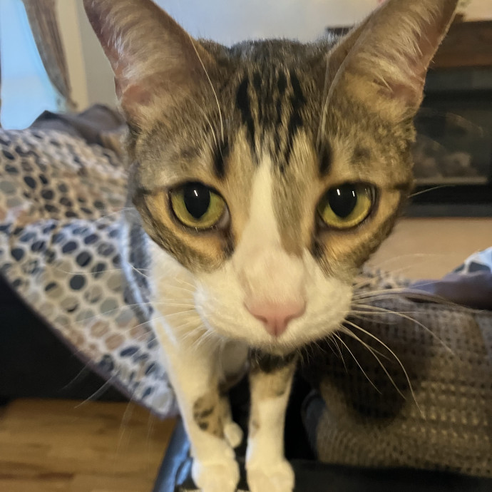 Patricia's Furry Fiesta Cat Sitting