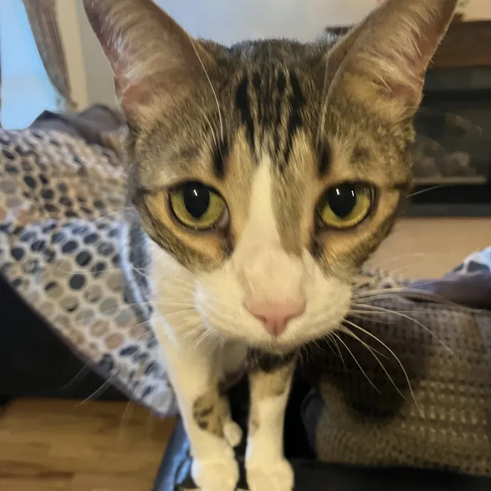 Patricia's Furry Fiesta Cat Sitting