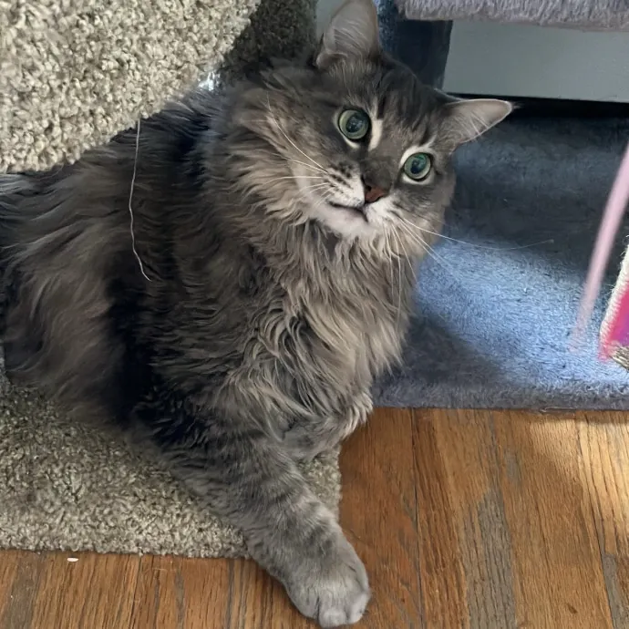 Patricia's Furry Fiesta Cat Sitting