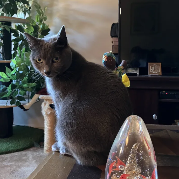 Patricia's Furry Fiesta Cat Sitting