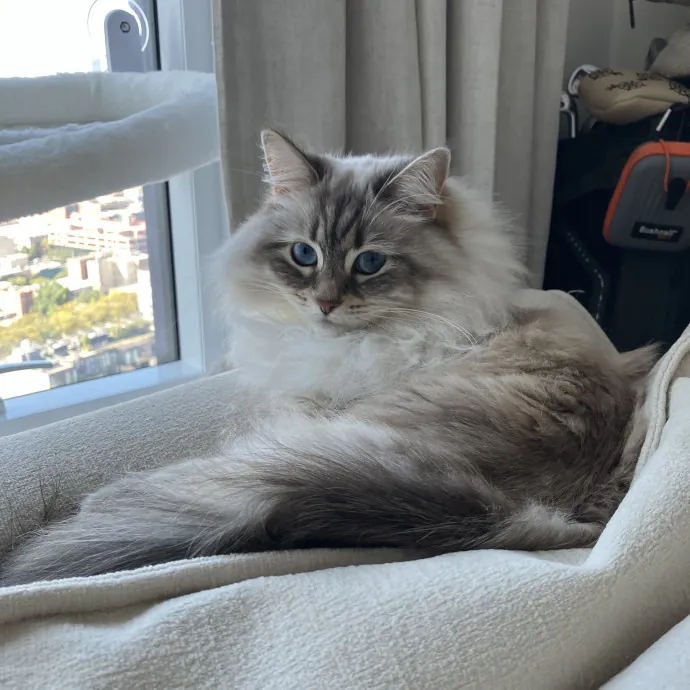 Patricia's Furry Fiesta Cat Sitting