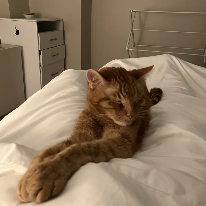 Patricia's Furry Fiesta Cat Sitting