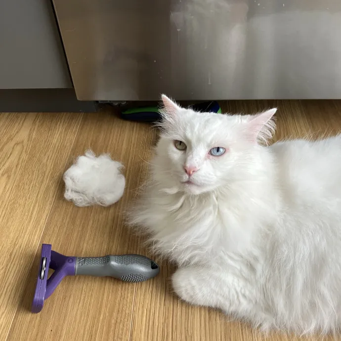 Patricia's Furry Fiesta Cat Sitting