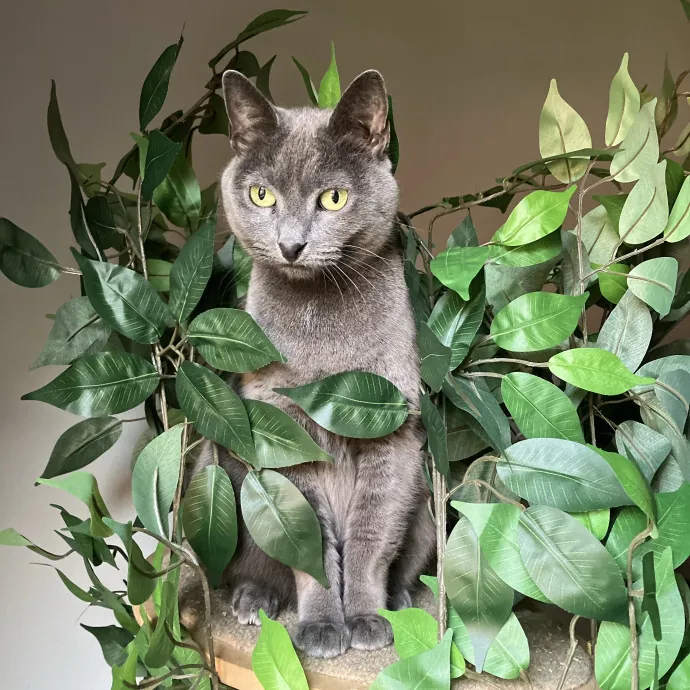 Patricia's Furry Fiesta Cat Sitting