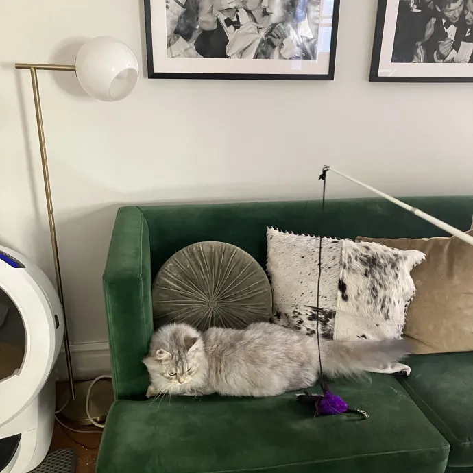 Patricia's Furry Fiesta Cat Sitting