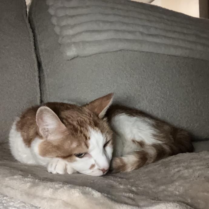 Patricia's Furry Fiesta Cat Sitting