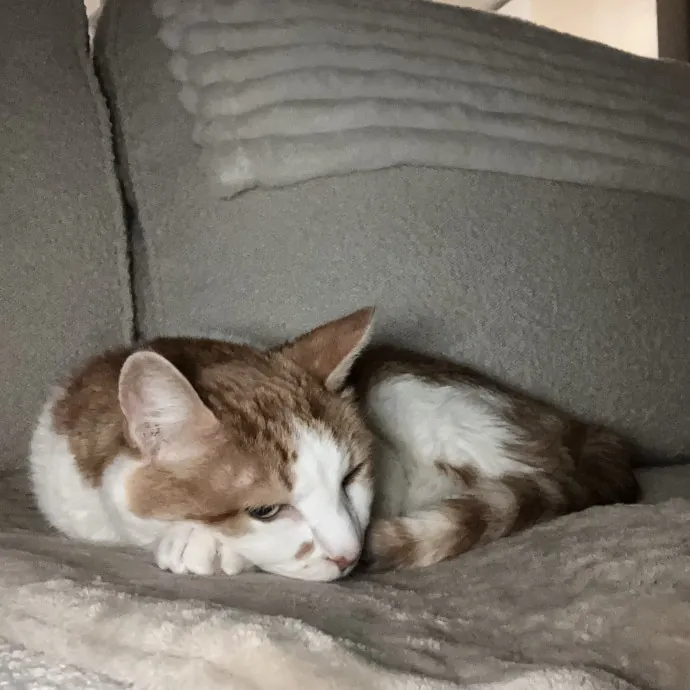 Patricia's Furry Fiesta Cat Sitting