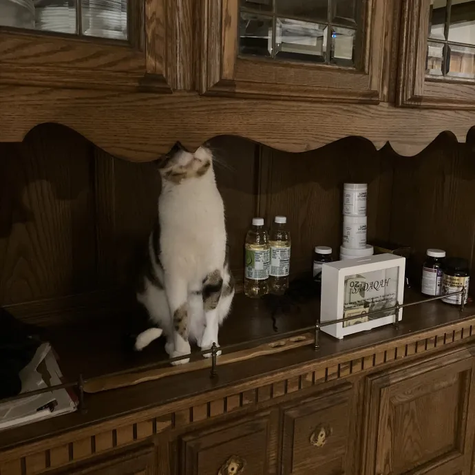 Patricia's Furry Fiesta Cat Sitting