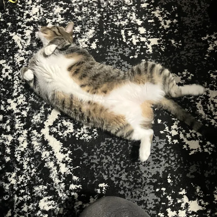 Patricia's Furry Fiesta Cat Sitting