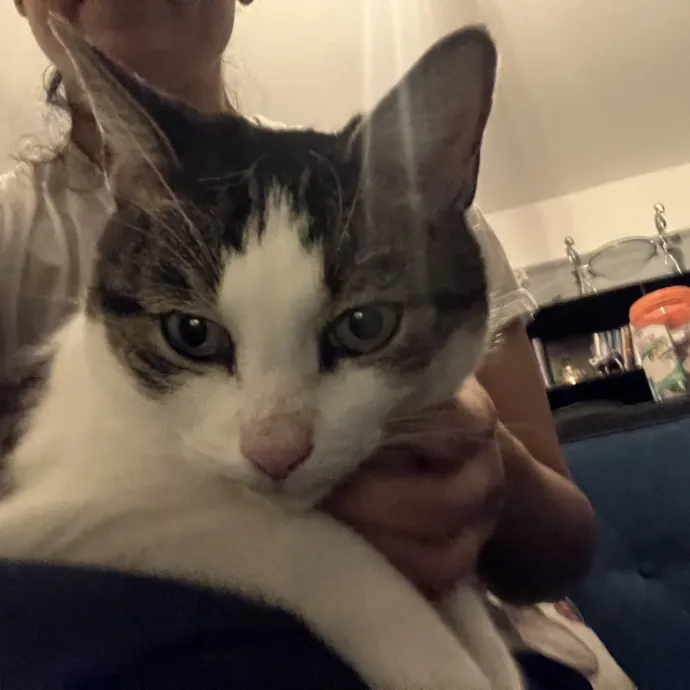 Patricia's Furry Fiesta Cat Sitting