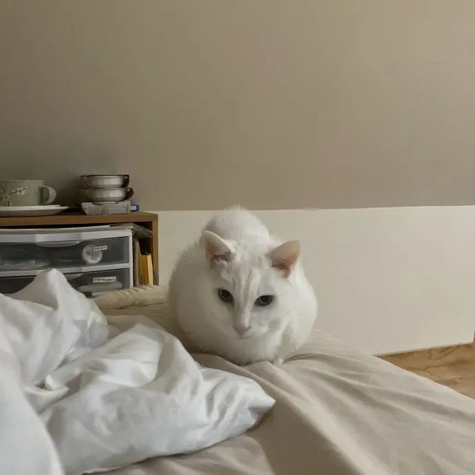 Patricia's Furry Fiesta Cat Sitting