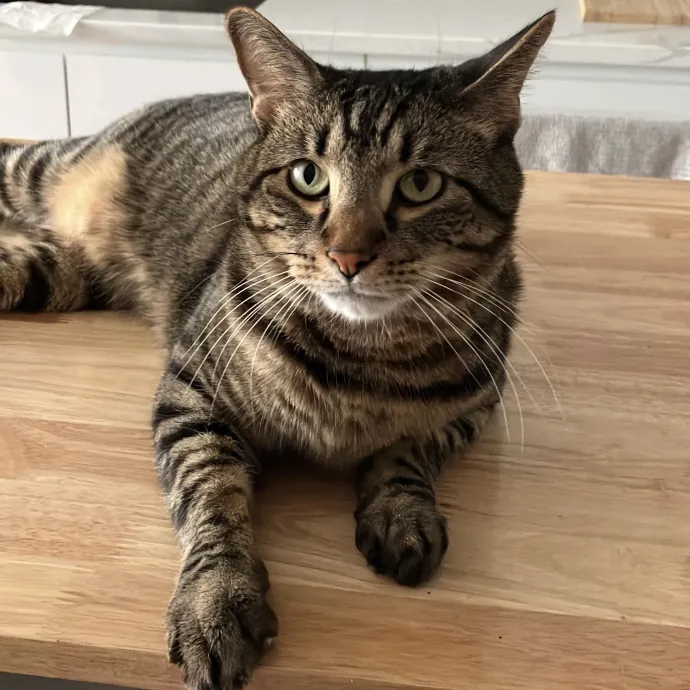 Patricia's Furry Fiesta Cat Sitting