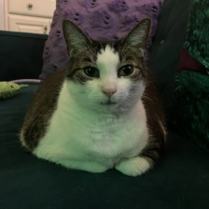 Patricia's Furry Fiesta Cat Sitting