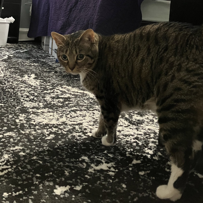 Patricia's Furry Fiesta Cat Sitting