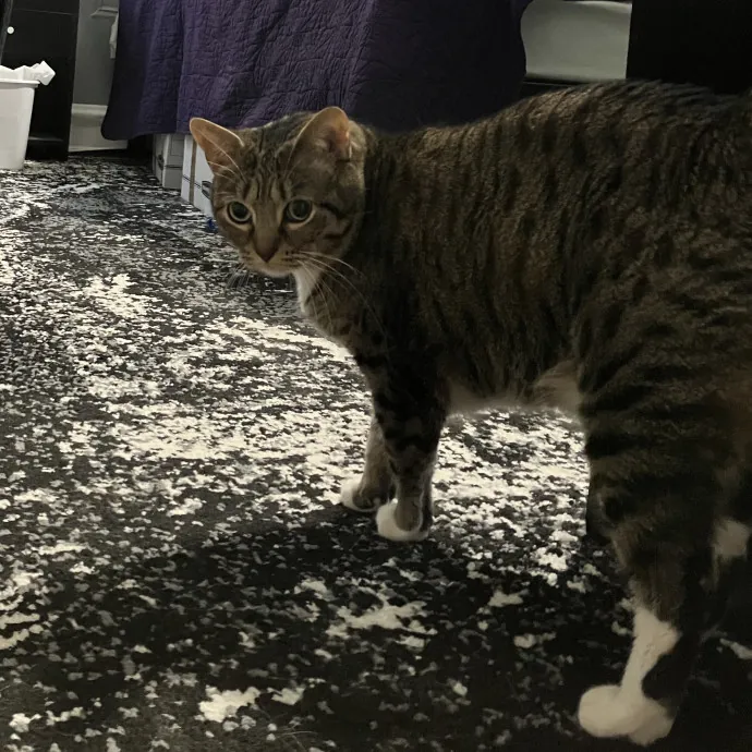 Patricia's Furry Fiesta Cat Sitting