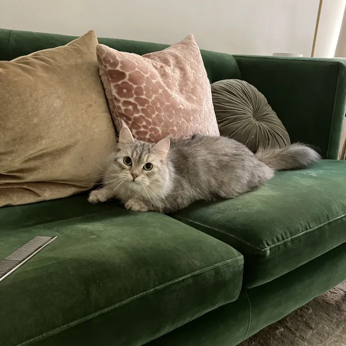 Patricia's Furry Fiesta Cat Sitting