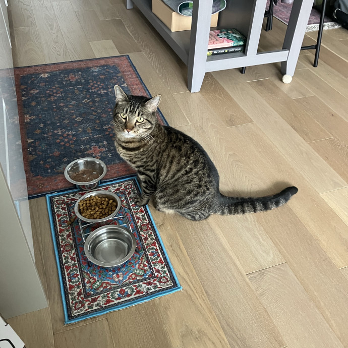 Patricia's Furry Fiesta Cat Sitting