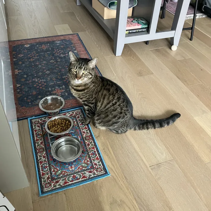 Patricia's Furry Fiesta Cat Sitting