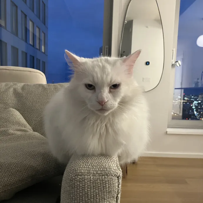 Patricia's Furry Fiesta Cat Sitting