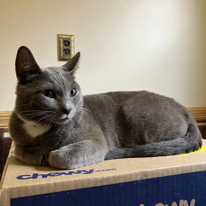 Patricia's Furry Fiesta Cat Sitting