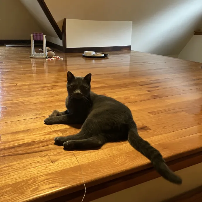 Patricia's Furry Fiesta Cat Sitting