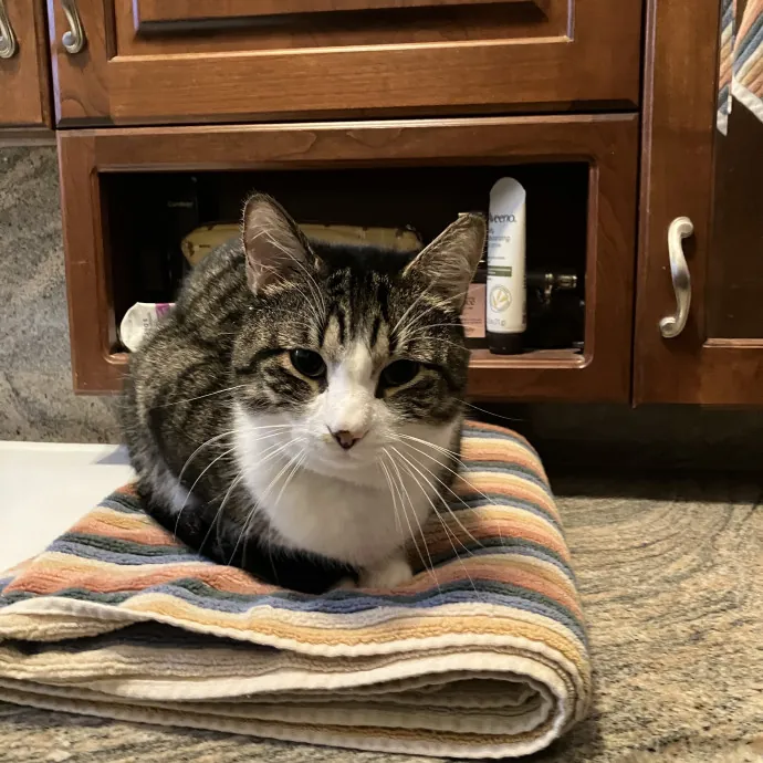 Patricia's Furry Fiesta Cat Sitting