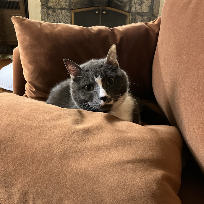 Patricia's Furry Fiesta Cat Sitting