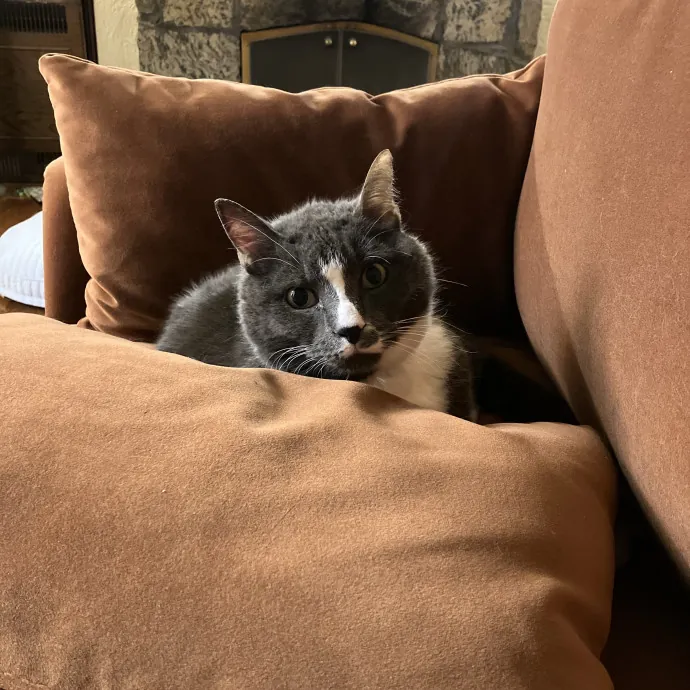 Patricia's Furry Fiesta Cat Sitting