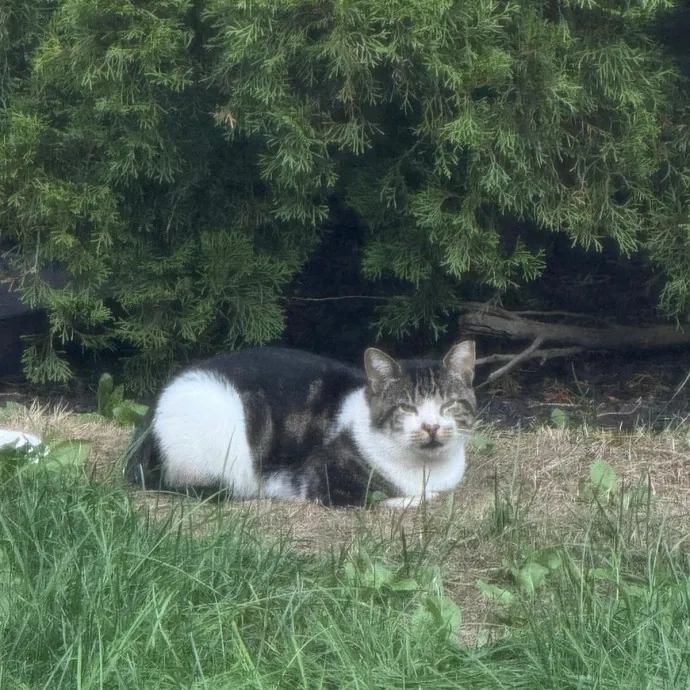 Patricia's Furry Fiesta Cat Sitting