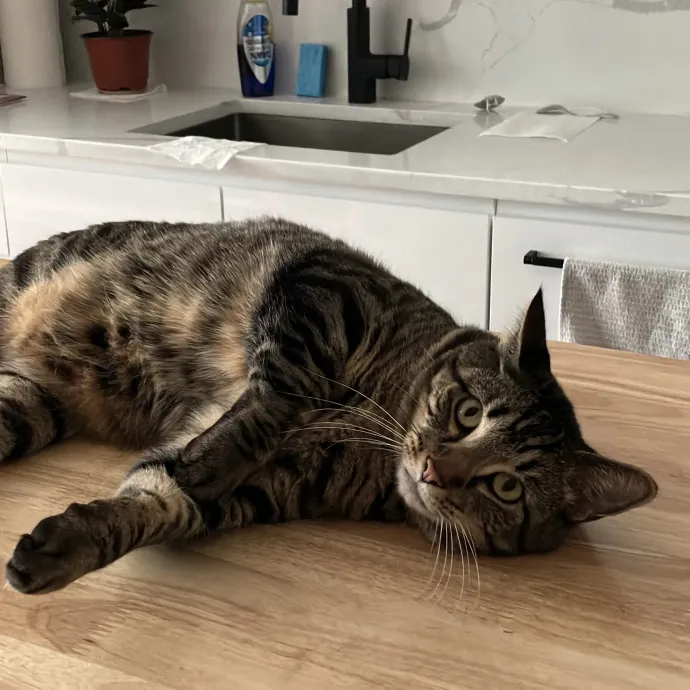 Patricia's Furry Fiesta Cat Sitting