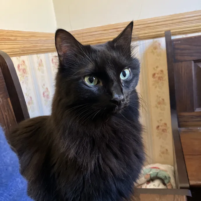 Patricia's Furry Fiesta Cat Sitting