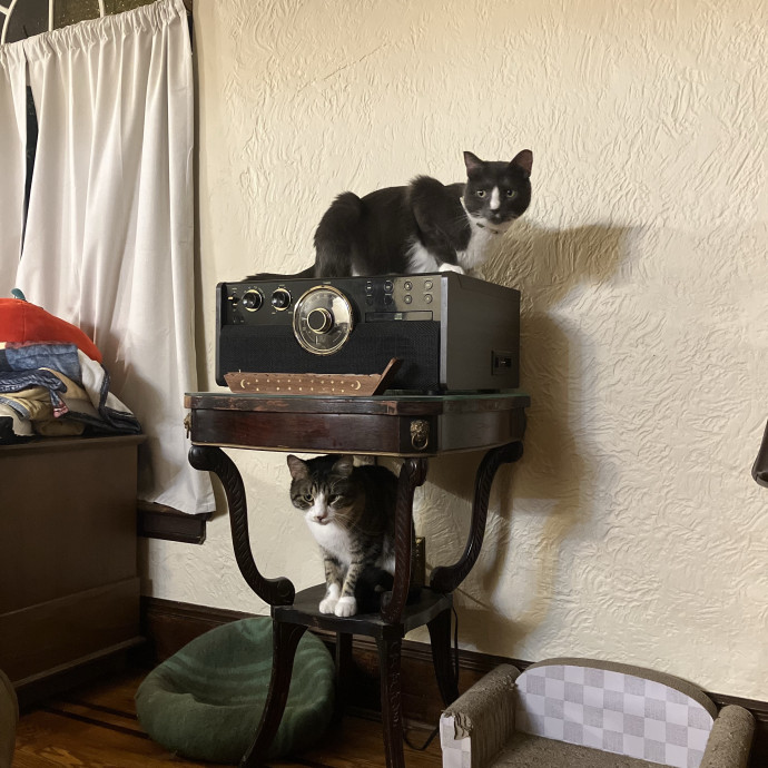 Patricia's Furry Fiesta Cat Sitting